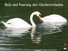 Balz-Paarung-Höckerschwan.pdf